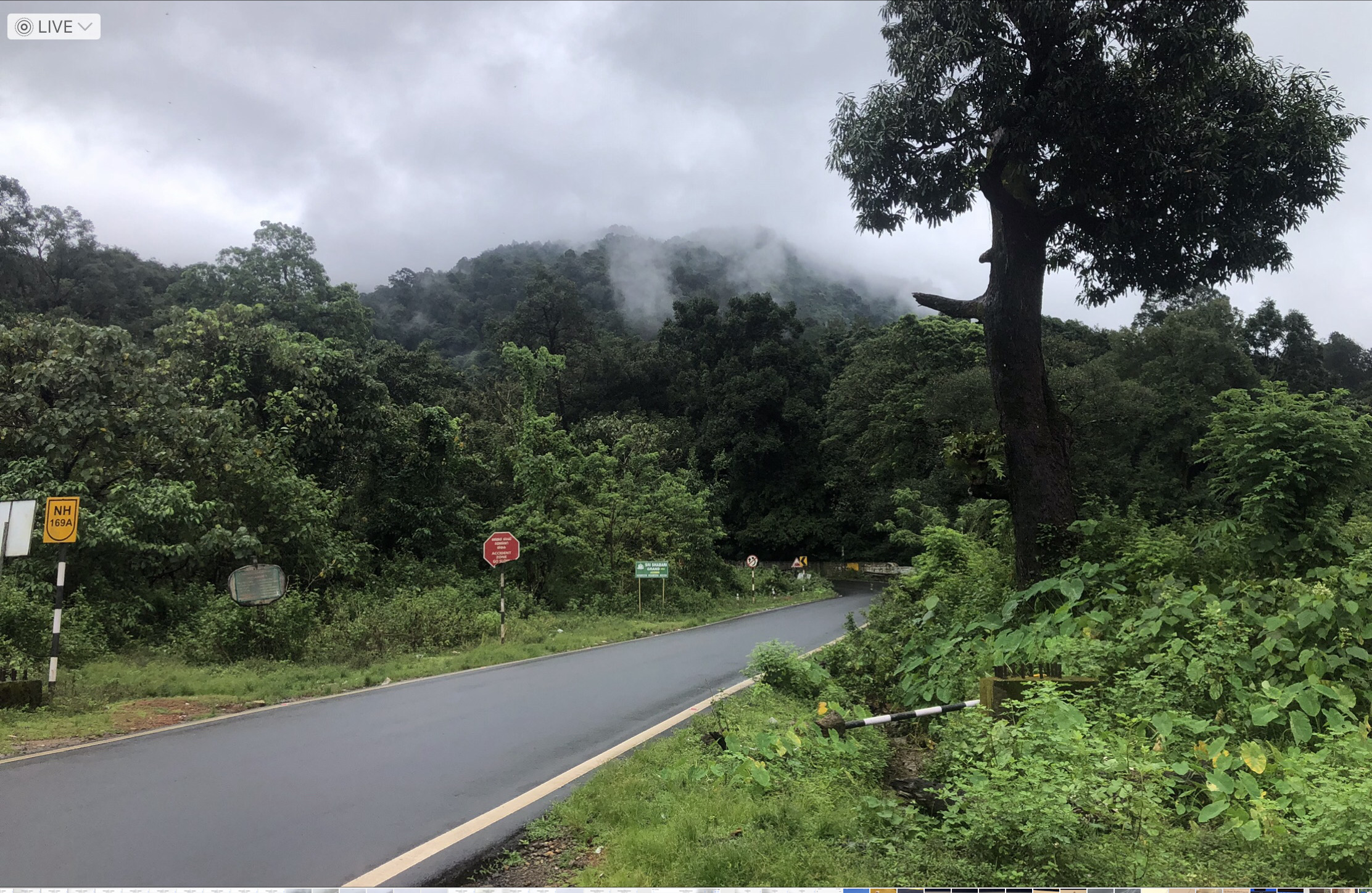 A misty forest road in the Western Ghats